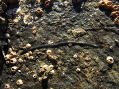 Emplectonema gracile
