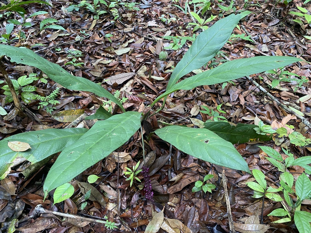 Anthurium atropurpureum; photograph (c) fern Wildtruth, some rights reserved (CC BY)