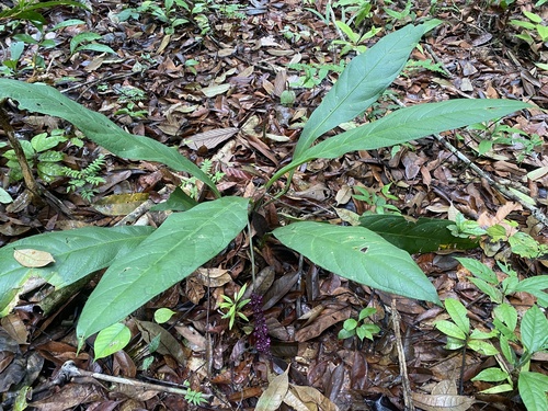 Anthurium atropurpureum