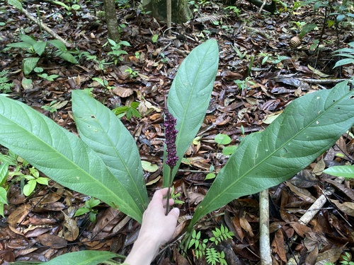 Anthurium atropurpureum, photograph 2