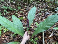 (c) fern Wildtruth, some rights reserved (CC BY) Anthurium atropurpureum, photograph (c) fern Wildtruth, some rights reserved (CC BY)