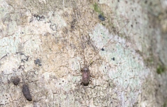 Arecopais spectabilis
