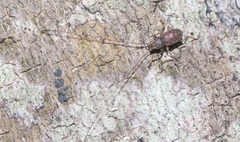 Arecopais spectabilis