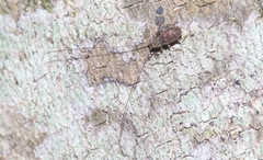 Arecopais spectabilis