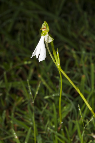 Image of Habenaria longicorniculata by (c) Ramesh Shenai Jr., some rights reserved (CC BY)