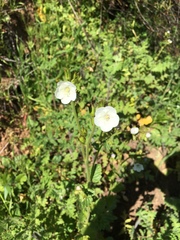 Phacelia viscida albiflora