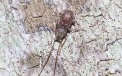 Arecopais spectabilis