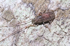 Arecopais spectabilis