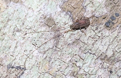 Arecopais spectabilis