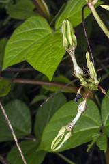 Ceropegia vincifolia
