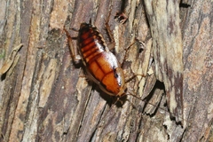 Celatoblatta undulivitta