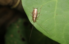 Parellipsidion latipenne