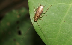 Parellipsidion latipenne