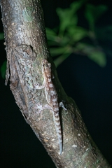 Bavayia sauvagii