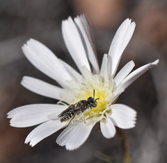 Perdita malacothricis