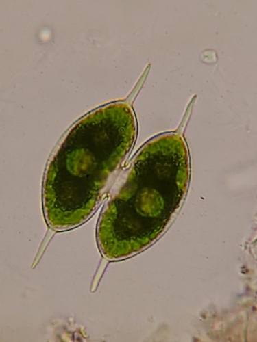 Staurodesmus subulatus