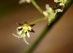 Luzula rufescens
