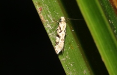 Crypsitricha mesotypa
