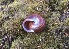 Webbhelix multilineata