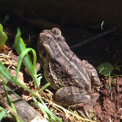 Anaxyrus fowleri