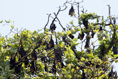 Insular Flying Fox