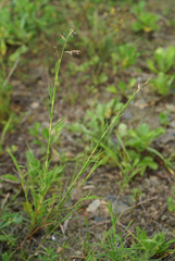 Cleistogenes kitagawae