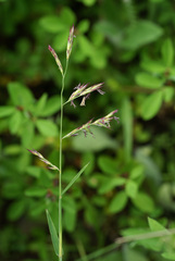 Cleistogenes kitagawae