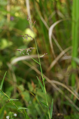 Cleistogenes kitagawae