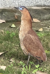 Gorsachius melanolophus