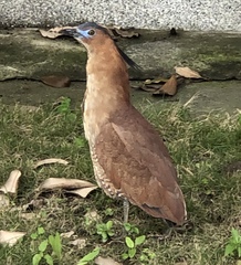 Gorsachius melanolophus