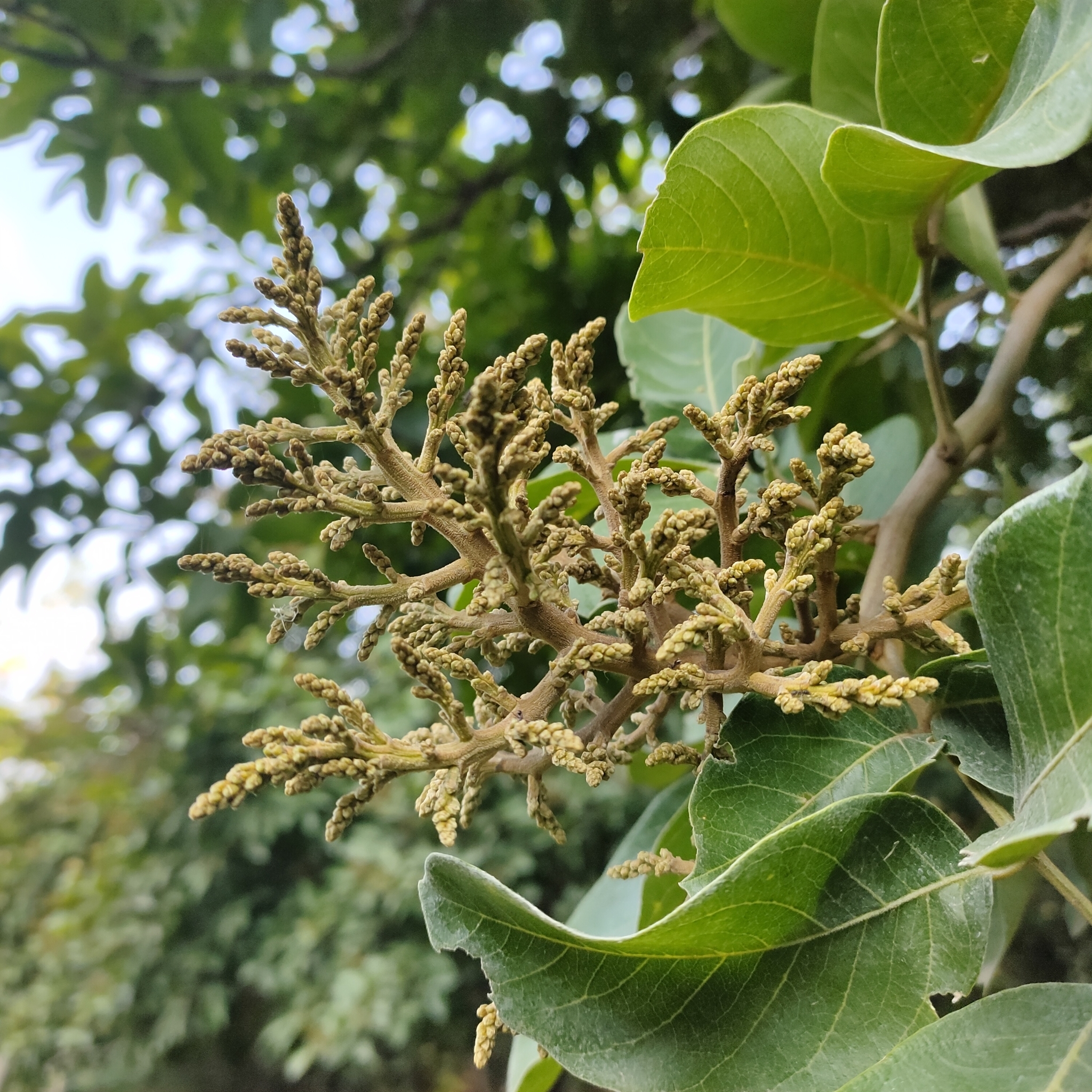 Imagem de Taperebá