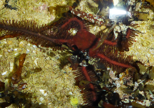 Clarkcoma bollonsi