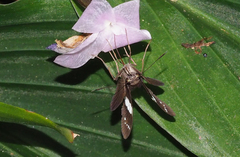Notocrypta waigensis