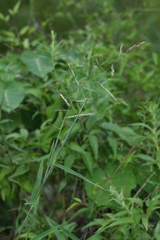 Cleistogenes probatovae