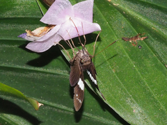 Notocrypta waigensis