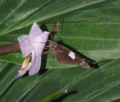 Notocrypta waigensis