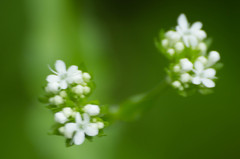 Valerianella locusta