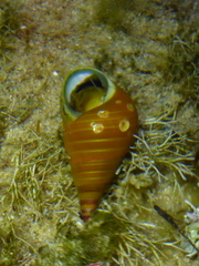 Phasianotrochus eximius