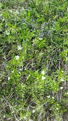 Bifora americana