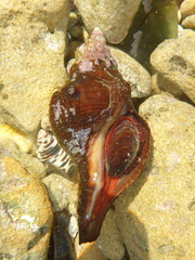 Australaria australasia