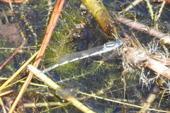Austrolestes annulosus