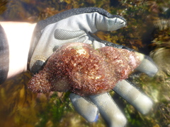 Australaria australasia