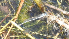 Austrolestes annulosus
