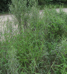 Cleistogenes probatovae