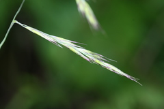 Cleistogenes probatovae