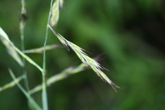 Cleistogenes probatovae