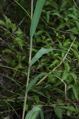 Cleistogenes probatovae