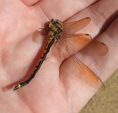 Hemicordulia tau