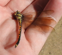 Hemicordulia tau