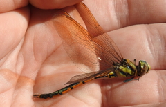 Hemicordulia tau